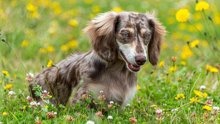 Why Everyone’s Obsessed with Fluffy Wiener Dogs—The Breed That’s