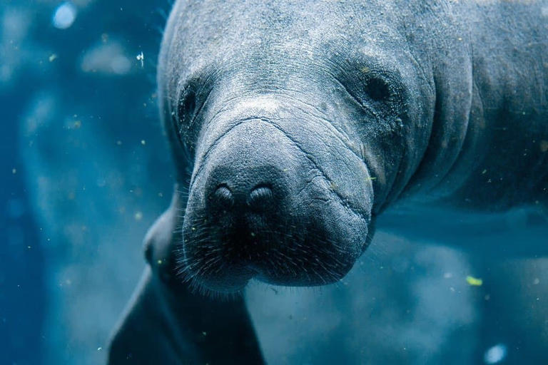 Why Manatees are Congregating Around Power Plants