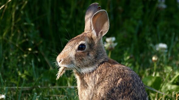 Deadly zoonotic 'Rabbit fever' is on the rise throughout the US, warns CDC