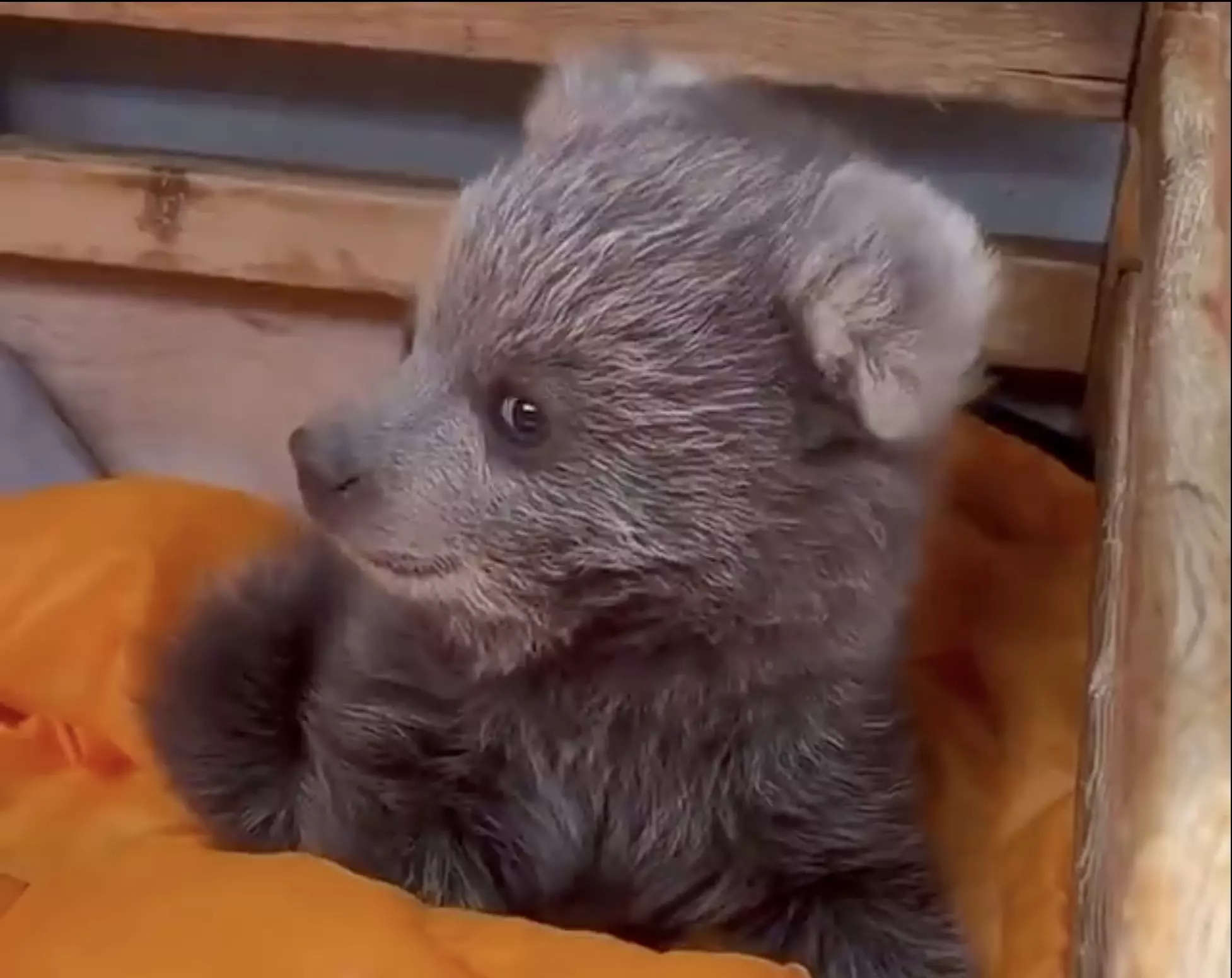 Meet Junjun the Bear Cub Shanghai's fuzzy superstar and the