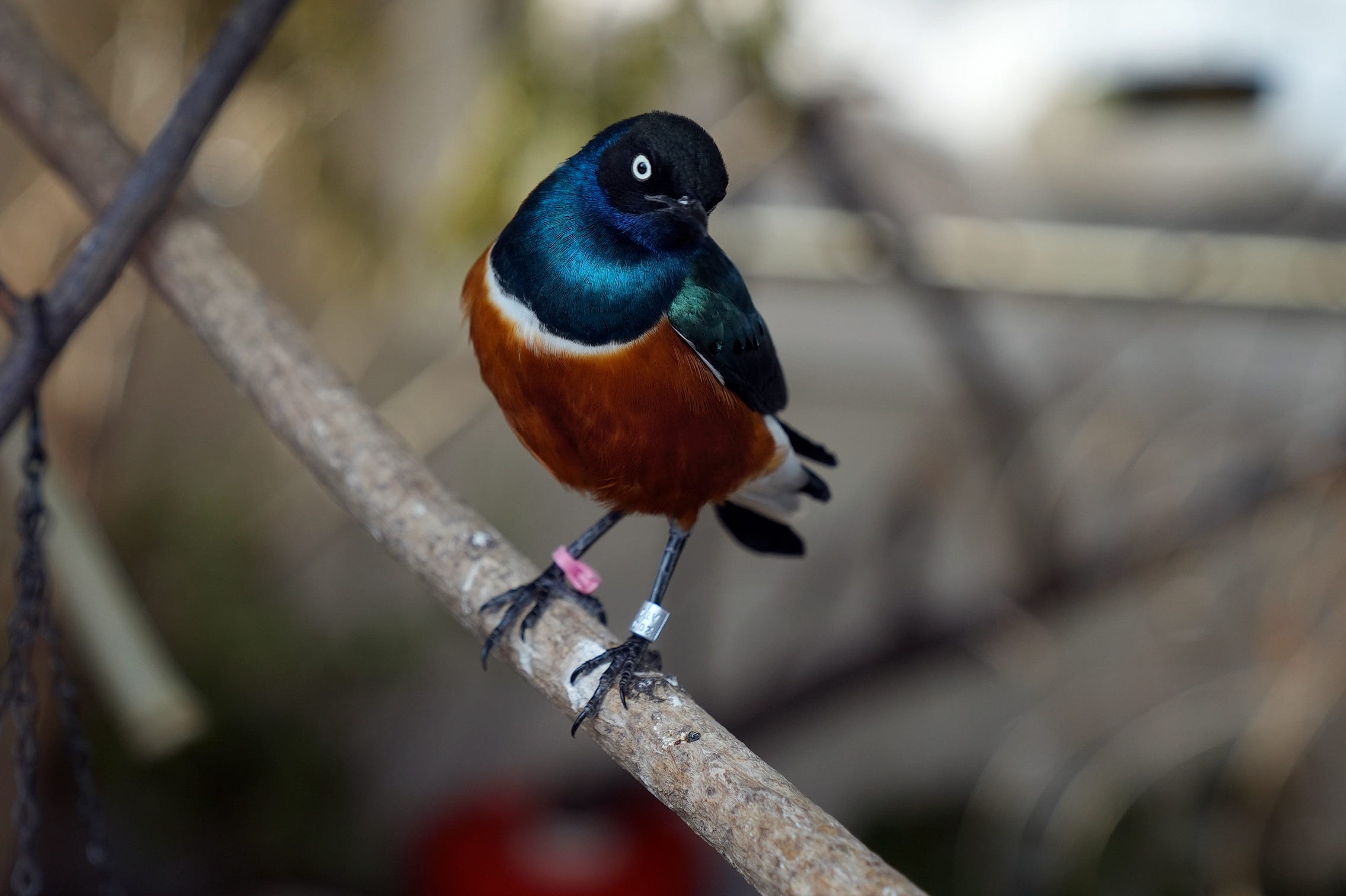 Bird flu confirmed in Spartanburg flock, 490 birds euthanized What to know