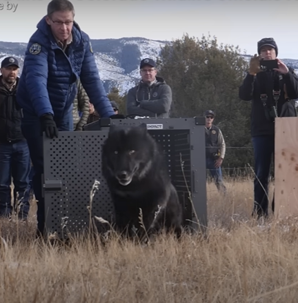 Bill to remove wolves from Endangered Species Act passes US House