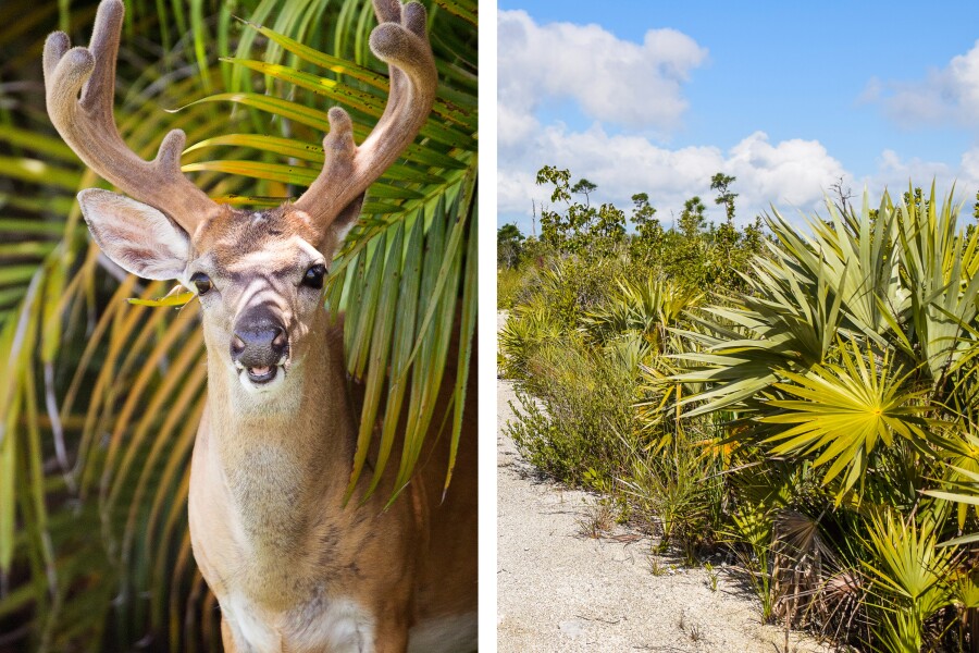 How to See Key Deer on Florida 39 s - AA1xkqkV.img
