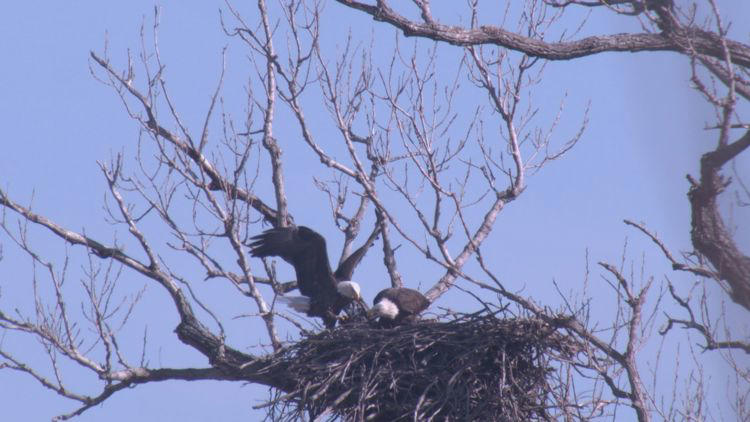 'See it while you can' | Bald Eagles have taken claim to an area in ...