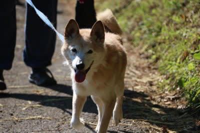 シニア犬の健康寿命を伸ばす４つの方法 愛犬の健康を守るために飼い主にできることとは