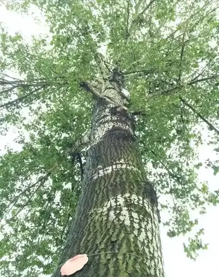 最初发现时仅1株！专家繁殖20多年没成功，湖北农民却种出27棵