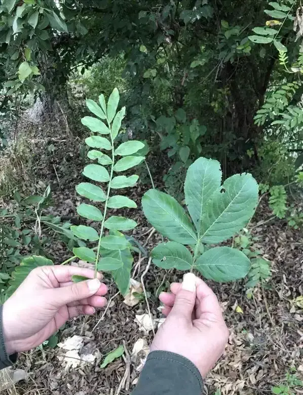 最初发现时仅1株！专家繁殖20多年没成功，湖北农民却种出27棵