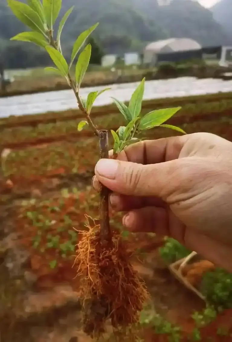 最初发现时仅1株！专家繁殖20多年没成功，湖北农民却种出27棵