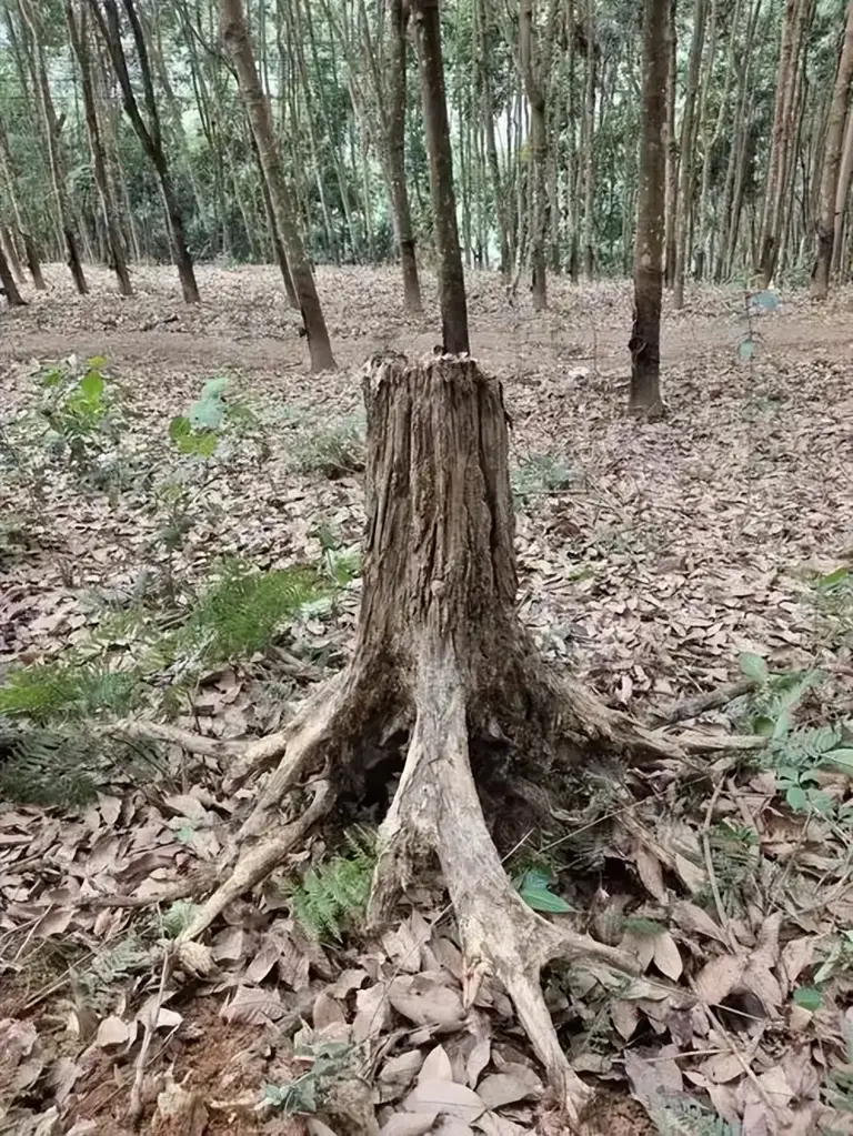 最初发现时仅1株！专家繁殖20多年没成功，湖北农民却种出27棵