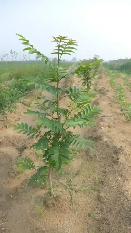 最初发现时仅1株！专家繁殖20多年没成功，湖北农民却种出27棵