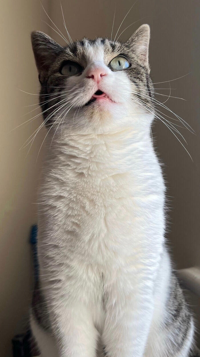 58 pictures of pets being incredibly silly to make you laugh