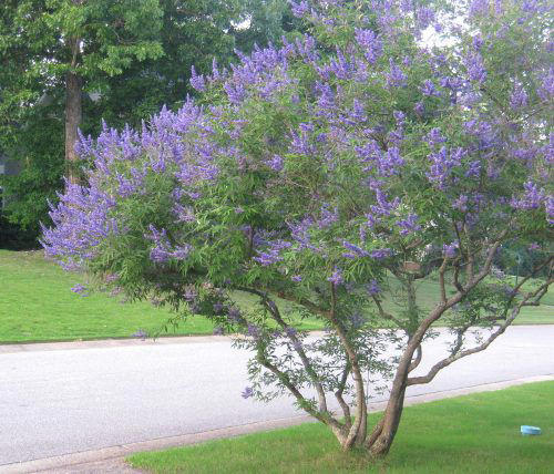 12 small trees that won’t overwhelm your yard