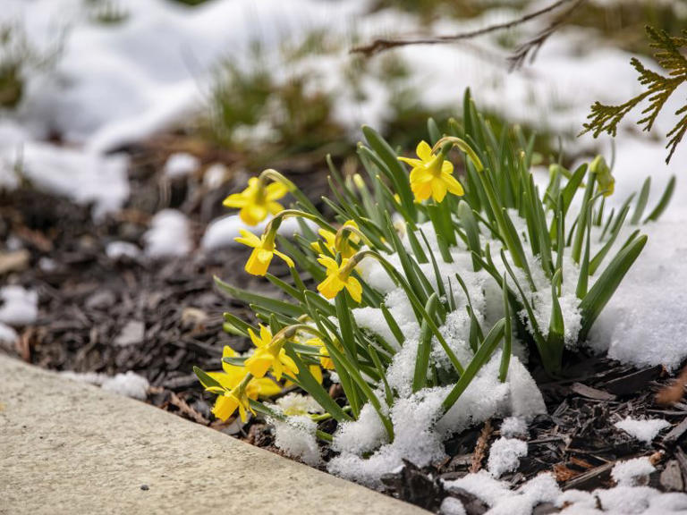 Will spring come early? NOAA releases weather predictions for New York