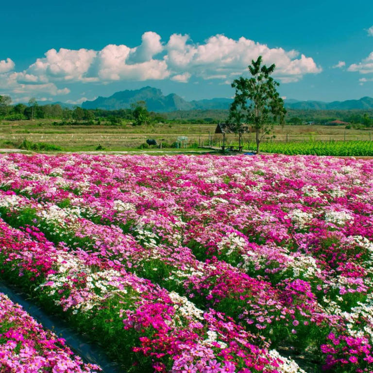 เที่ยว “ลำปาง” รับลมหนาว ทะเลหมอก ออนเซ็นสุดฟิน เจดีย์ลอยฟ้า ดีต่อใจ