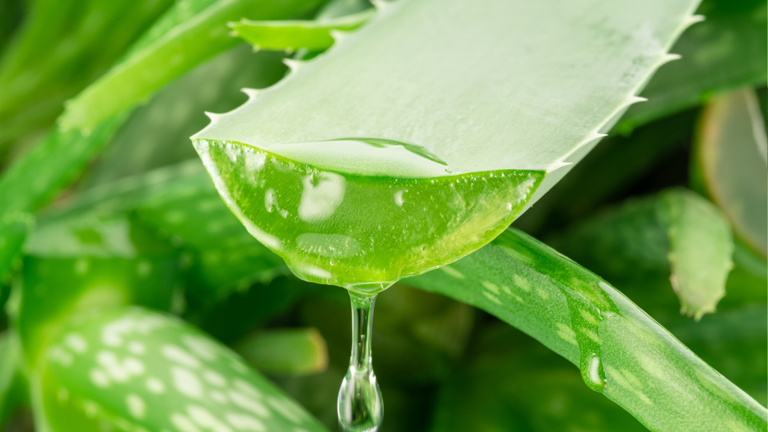 O que acontece com o corpo se ingerir gel de babosa (aloe vera) todos os dias?