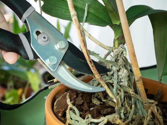 Pruning an orchid