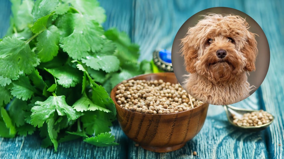 Darf mein Hund Koriander essen? Die wichtigsten Infos!