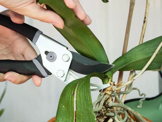 Pruning an orchid
