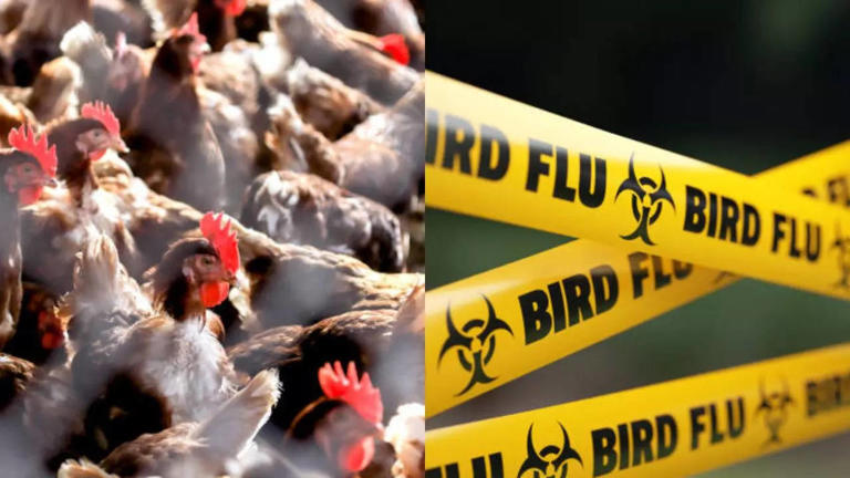 US Bird Flu: H5N1 Influenza Found in a Georgia Commercial Flock for the First  Time; All Poultry Activities Suspended