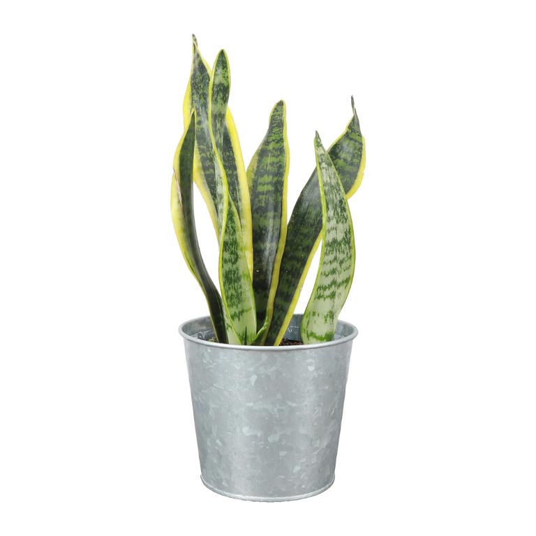 3 Places to Put Snake Plant That Are Meant to Bring You Good Luck ...