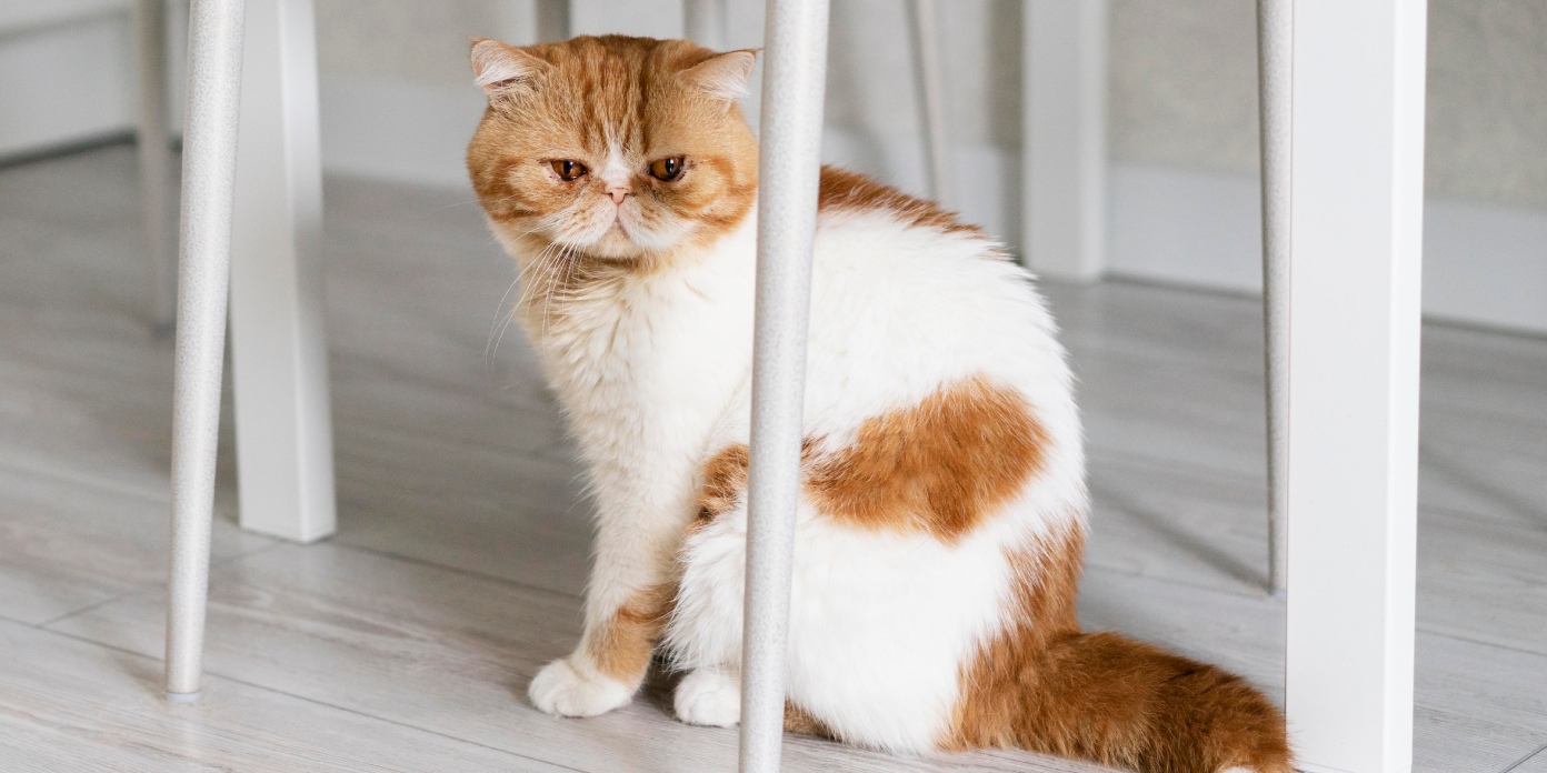 Tu gato está de mal humor? ¡Estos comportamientos demuestran que está  enojado contigo!, image size:1392x696