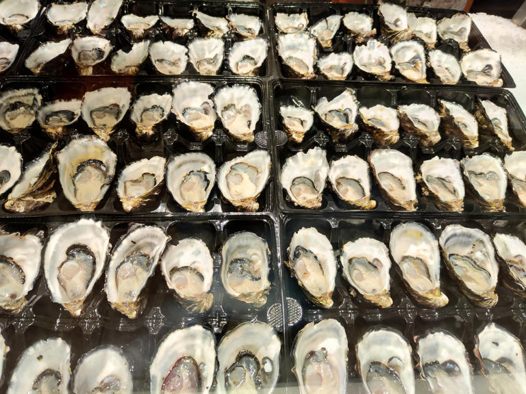 Oysters incredible at fighting bacteria, scientific breakthrough finds