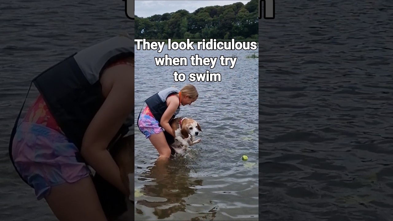 Funny beagle facts that show their silly side