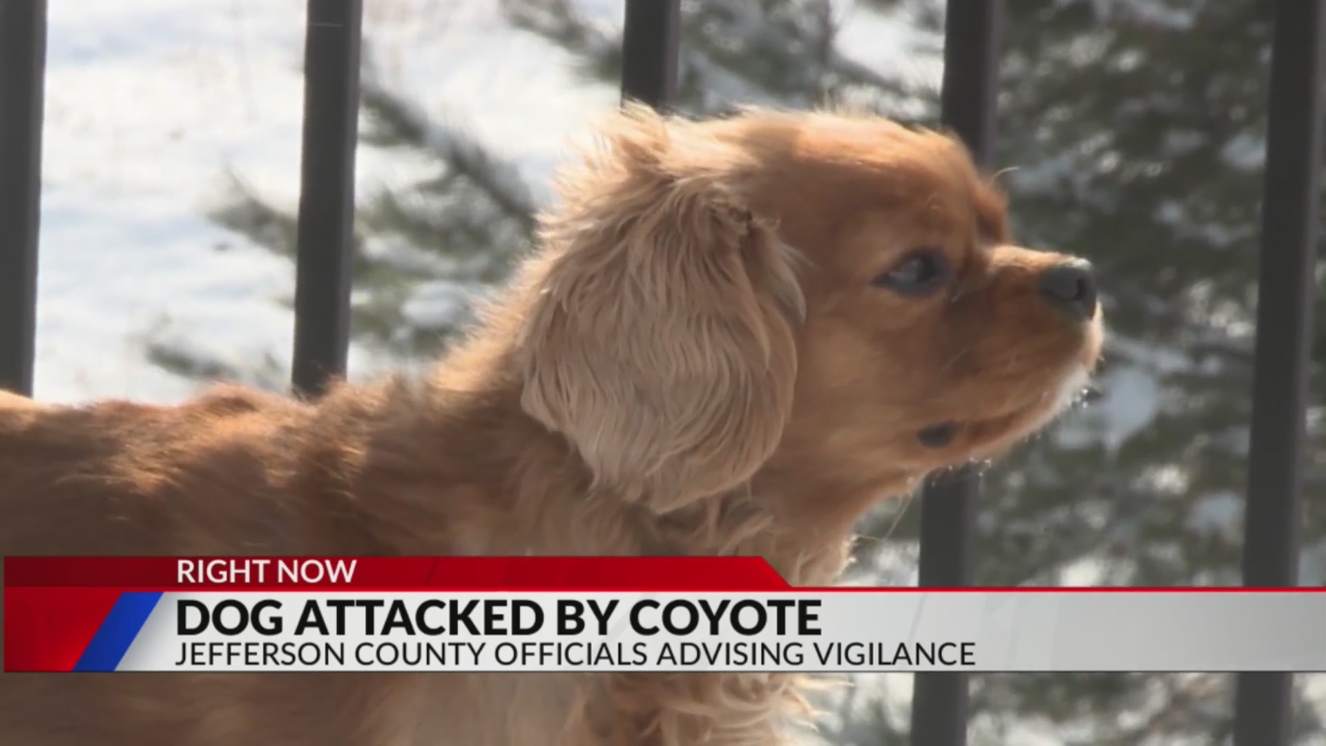 Coyotes attack dog in Jeffco backyard