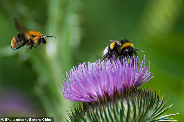 Being bothered by two bees is better than one, according to a new study, as they are less likely to sting when in a pair (stock image)