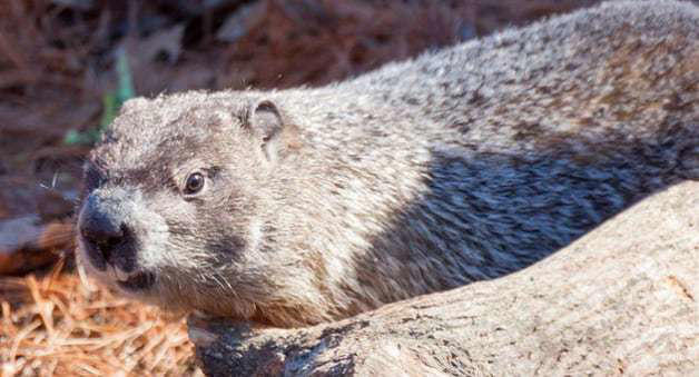 groundhog day staten island chuck