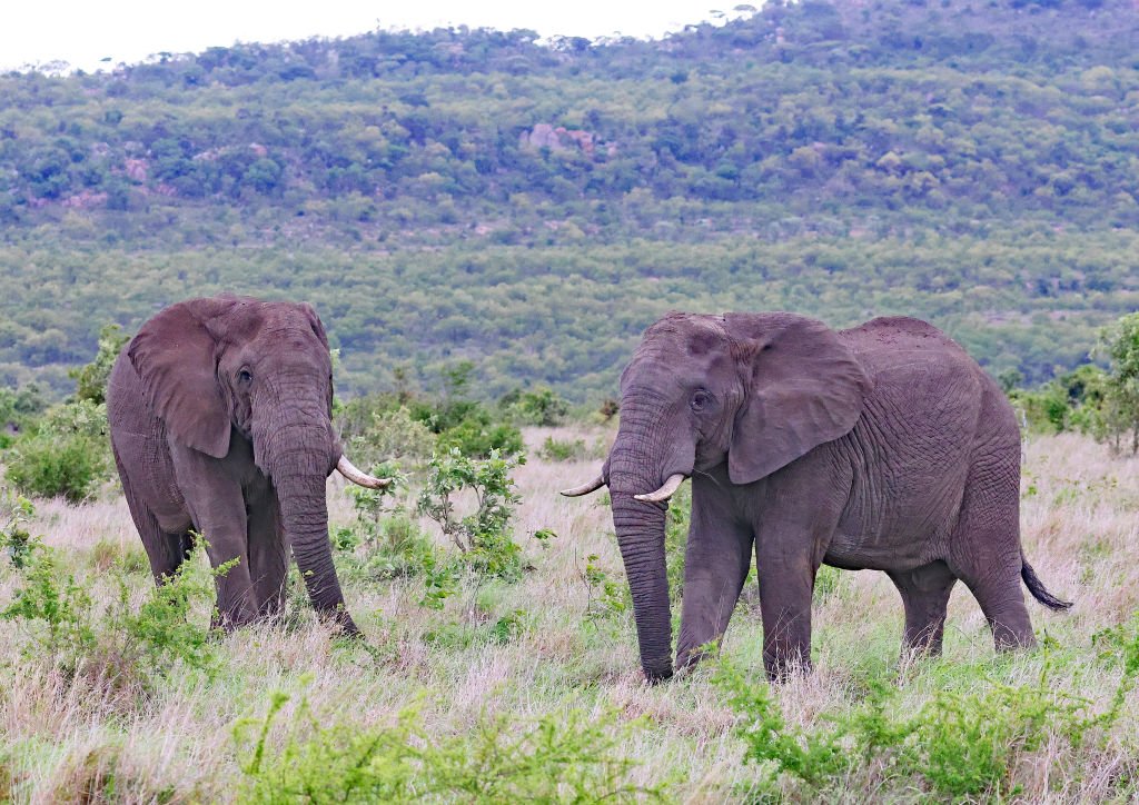 Tourist trampled to death by elephant in South Africa while trying to