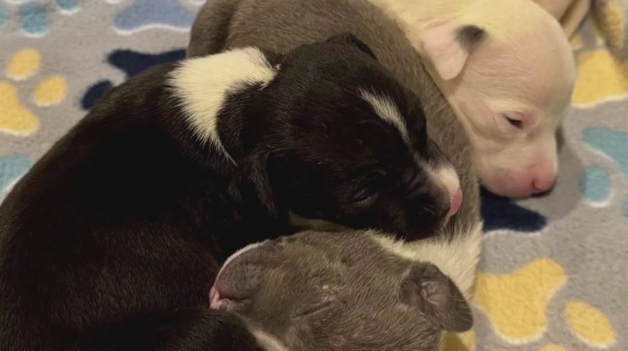 3 puppies rescued from South Dakota dumpster