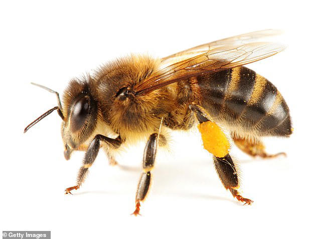 Researchers from Paul Sabatier University in Toulouse looked at the differences in bees’ stinging behaviour when alone or with another bee (stock image)