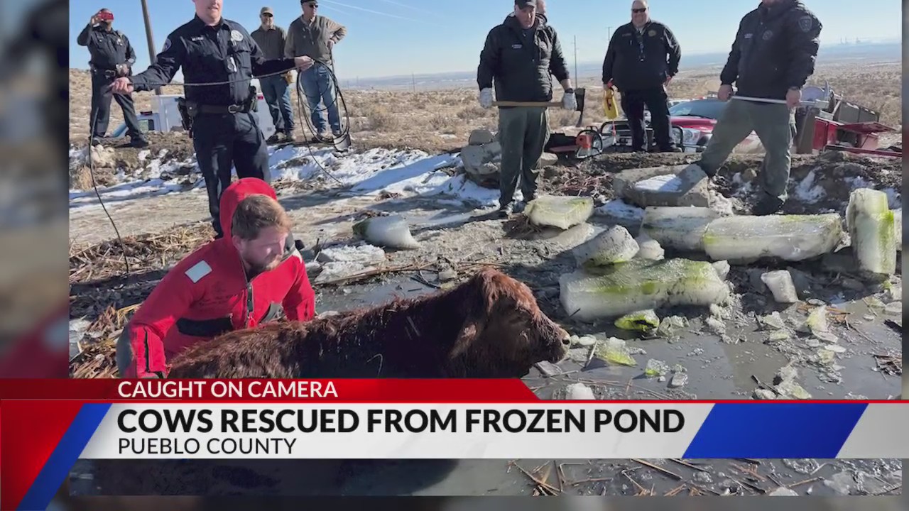 PCSO Cows rescued from frozen ponds twice in 3 days