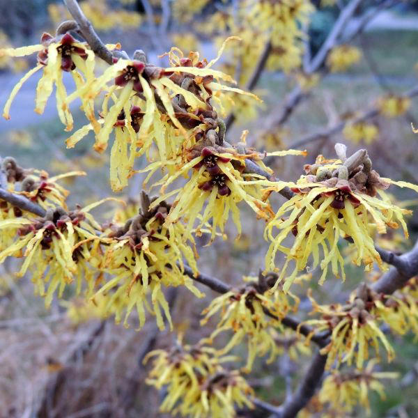 How and when to fertilize witch hazel – experts reveal the secrets for ...