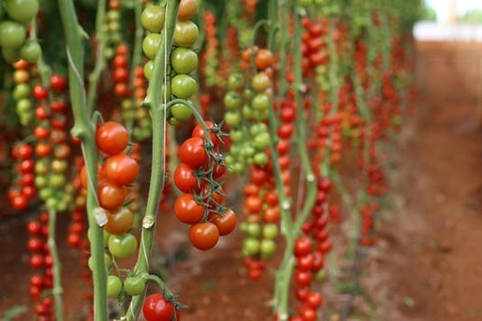 tomate_dakhla