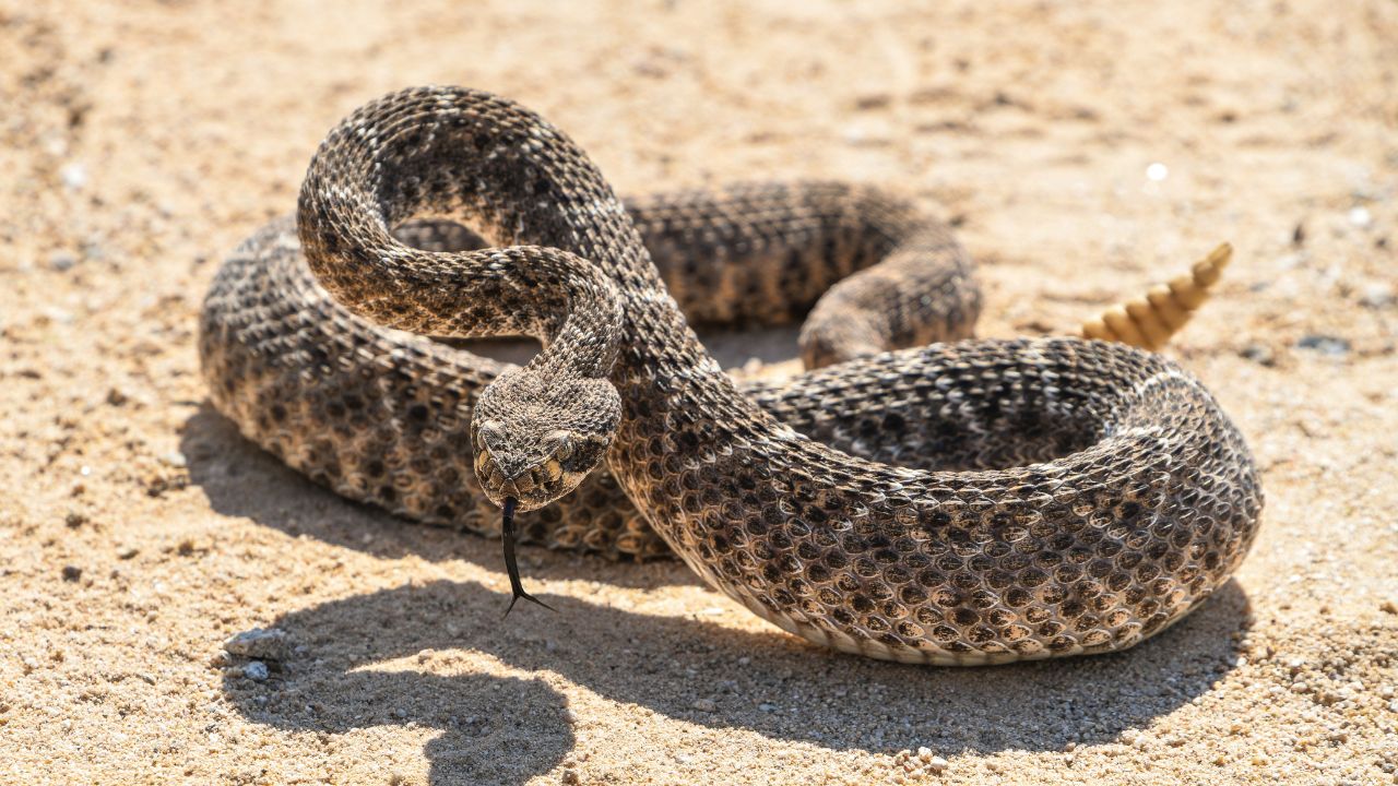 The places where rattlesnake encounters are catching people off guard