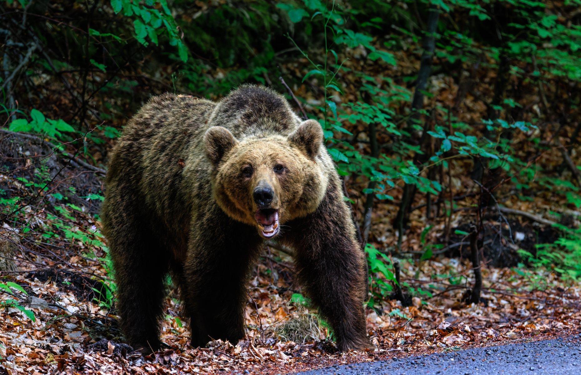 Incredible animals that once lived in the UK