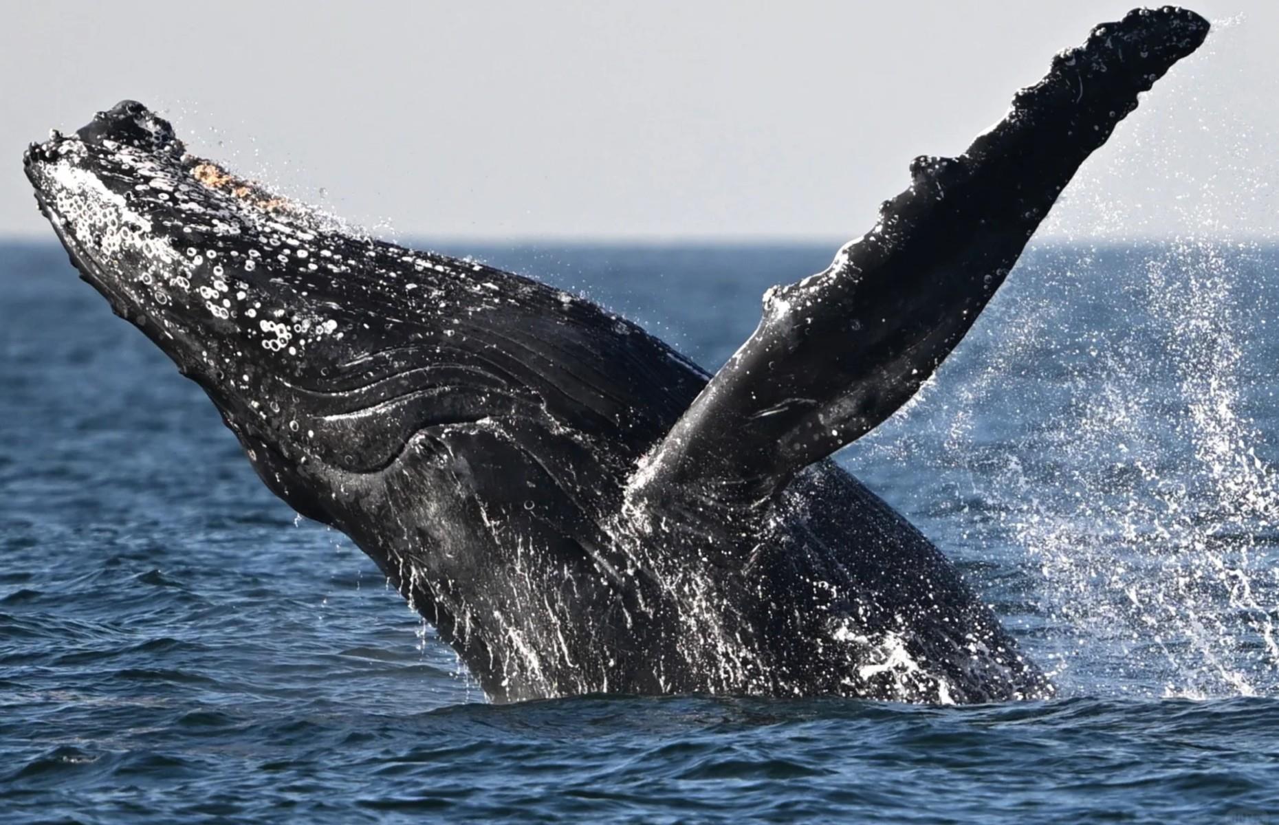 Incredible animals that once lived in the UK