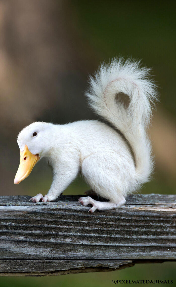 68 imaginary creatures that I photoshopped by fusing two existing ones