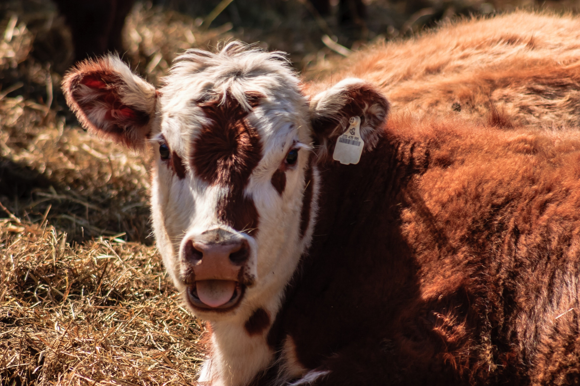 Animals that are thought to predict the weather