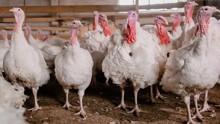 Arkansas poultry farmers asked to remain alert for signs of bird flu ...