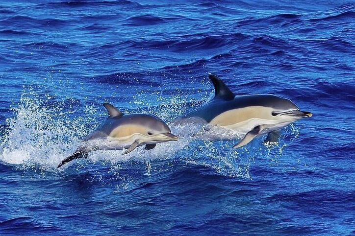 Denuncian que mantienen a delfines en pequeñas piscinas para entretener a  los turistas en un resort de Cancún