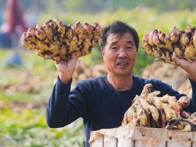 Ingwer mit oder ohne Schale essen? Häufiger Irrtum aufgeklärt
