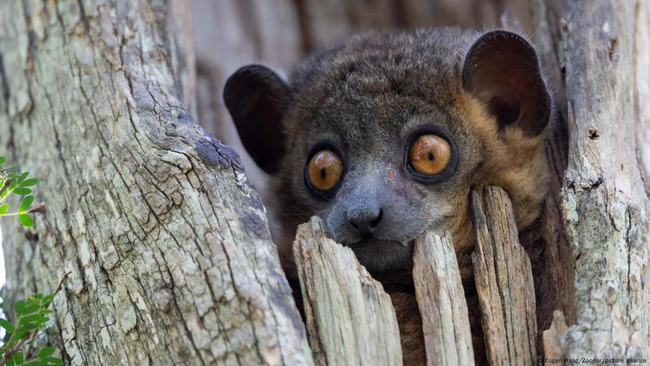 Hallan misterioso parásito en cadáveres de lémures europeos