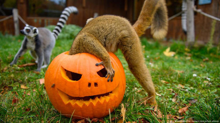 Hallan misterioso parásito en cadáveres de lémures europeos