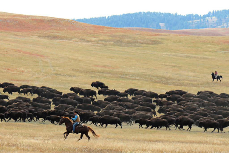 Things to do Custer State Park - The heart of the Black Hills of South ...