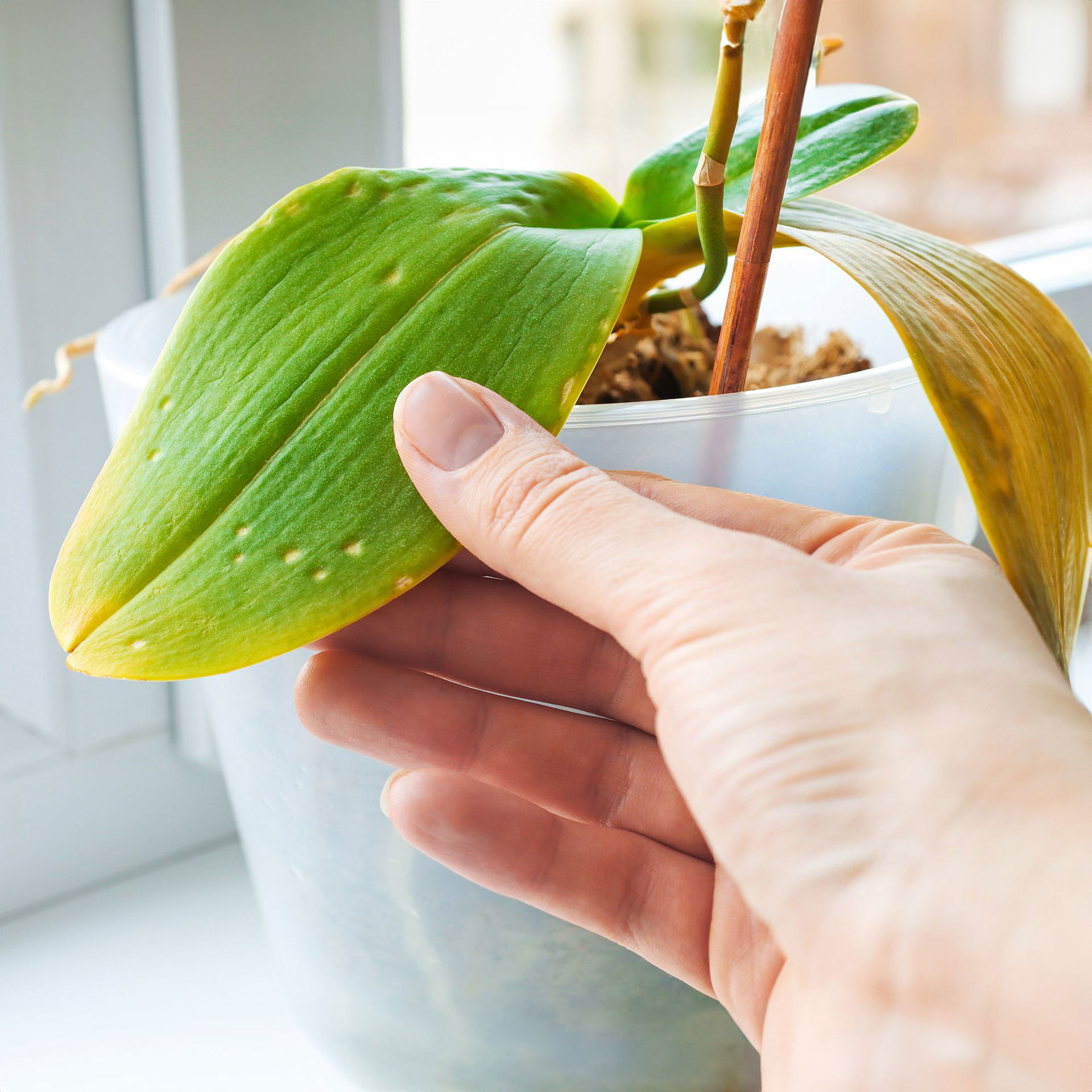 9 Orchid Leaf Problems To Watch Out For: Diagnose Cure Common Issues 9 Orchid Leaf Problems To Watch Out For: Diagnose Cure Common Issues