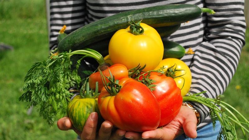 減重專科暨家醫科醫師許芷瑜分享脂肪最怕的蔬菜，例如萵苣、金針菇、番茄等，有助於消化、促進腸道健康。（圖／pixabay）