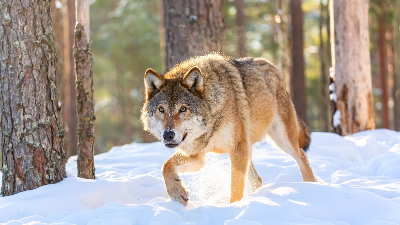 What to do if you encounter a wolf in the wild